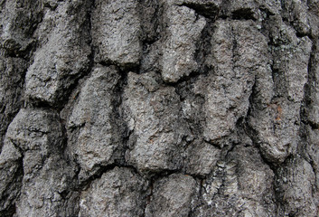 texture of oak bark