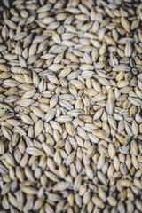 Malted Barley Beer Grain Texture in Studio.