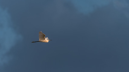 White egret, white bird flying in the evening light
