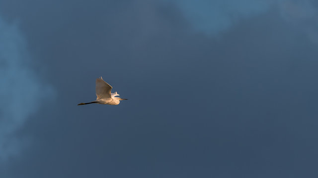 White egret, white bird flying in the evening light
