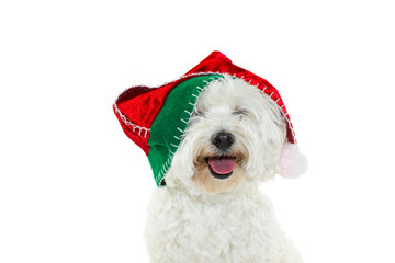 HAPPY MALTESE BICHON CELEBRATING CHRISTMAS WITH A RED SANTA CLAUS HAT AND EYES CLOSED. ISOLATED ON WHITE BACKGROUND .