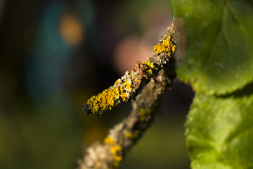 Tree branch bum macro and moss. Nature backgrounds.