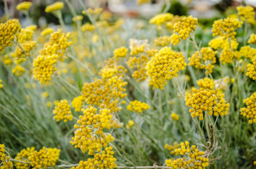 yellow flowers herbs 