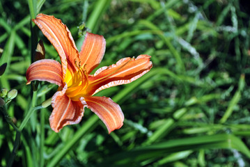 Obraz premium Hemerocallis fulva, the orange, tawny, tiger or fulvous daylily, ditch lily (also railroad, roadside, outhouse lily, and washhouse lily) bloming flower with buds, top view, green leaves background