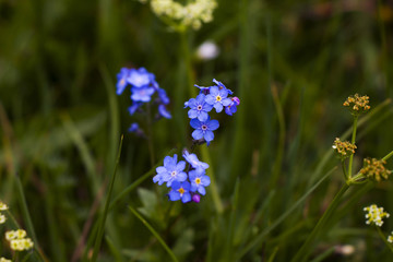 forget me not flowers head, blue and purple leaves, yellow and white heart	