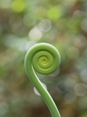 Rolled tropical fern branch