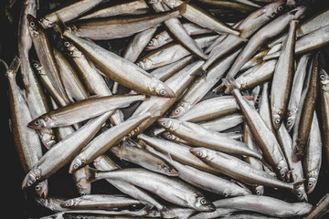 Obraz premium Raw and Uncooked Many Fresh Smelts Fishes
