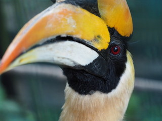 Malayan Hornbill Portrait