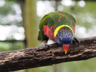 Lorikeet Bird on Branch