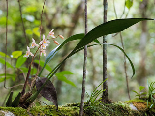 Orchid in the Forest