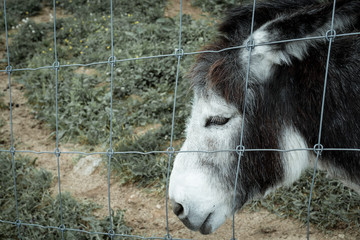 Donkey in captivity