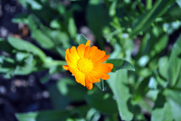 Calendula stem with flowers and leaves, top view, soft blurry background