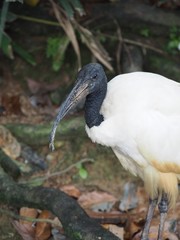 Sacred Ibis Bird