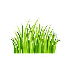 Flat vector illustration of fresh green grass. Decorative natural border for poster or banner. Nature and botany theme. Landscape element