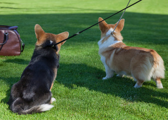 Pembroke Welsh Corgi dogs.