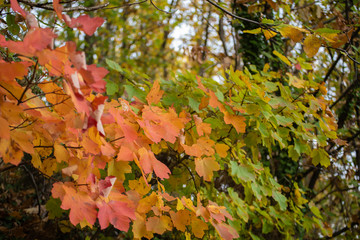 Foliage in Autumn season on Avellino city , Campania Italy