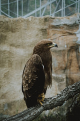 Golden Eagle 