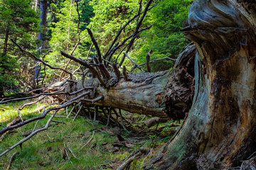 alter baum, 2018