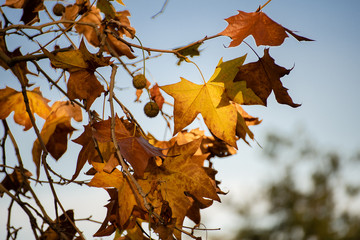 Foliage in Autumn season on Avellino city , Campania Italy