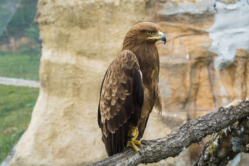 Golden Eagle 