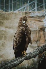 Golden Eagle 