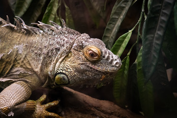 Iguana through the glass 