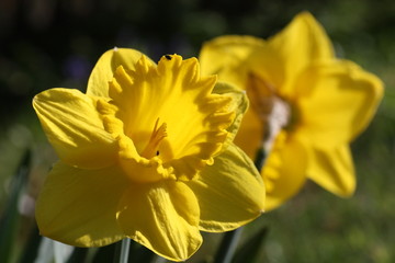 Osterglocken in der Frühlingssonne