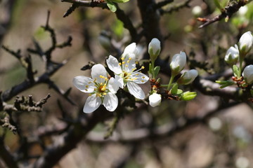 Kirschblüten in der Frühlingssonne