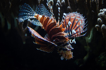 Closeup of lion fish - venomous fish which lives in the warm tropic waters.