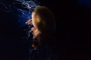 The lion's mane jellyfish swimming in dark water. Giant jellyfish. © Michal