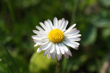 Gänseblümchen im Sonnenlicht auf einer Sommerwiese