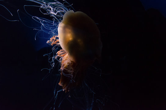 The lion's mane jellyfish swimming in dark water. Giant jellyfish.