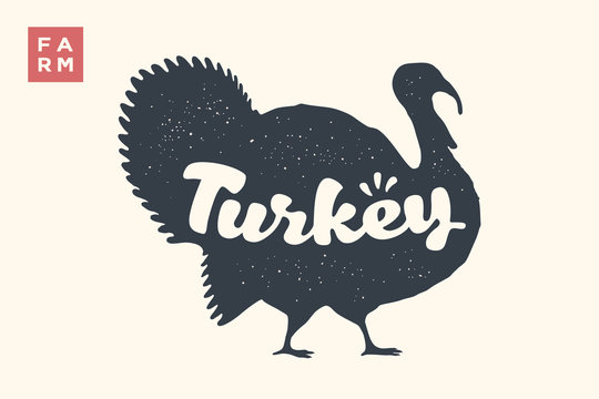 Turkey. Lettering, typography. Animal silhoutte turkey and lettering Turkey. Creative graphic design for butcher shop, farmer market, Thanksgiving Day. Vintage poster. Vector Illustration