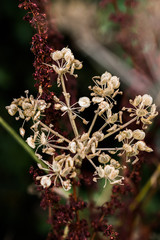 Wild flower gone to seed