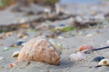 Big seashell, clams on coastal sands, sandy beach seascape