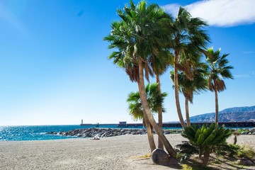Obraz na płótnie Canvas Palm trees on sandy beach seafront of mediterranean city