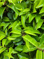 Bright green leaves background