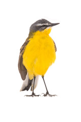 Fototapeta premium Western yellow wagtail