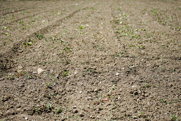 dry brown earth close up view in summer, lack of rain