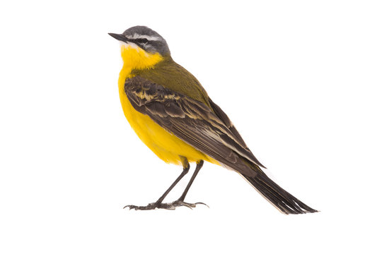 Western yellow wagtail