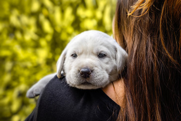 young cute white little labrador retriever dog puppy is carried on the shoulders of a female person looking pretty sweet
