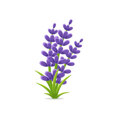Lavender flowers vector isolated illustration