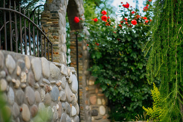 Obraz premium Rose, flowers, garden, summer, роза, розы, королева сада, розарий, ландшафт, landscape, photooftheday.