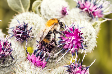 Biene auf Blume Makro