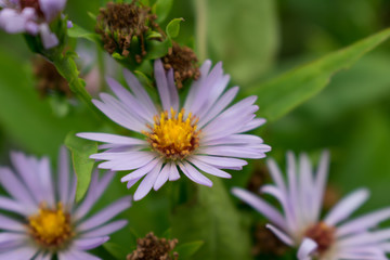 Obraz premium Aster amellus