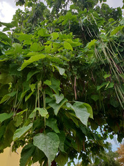 Bohnenartige Früchte eines Trompetenbaumes