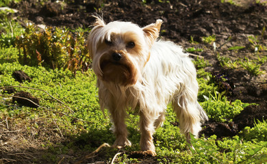 Yorkshire terrier bully