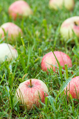 Red apples on green grass in the orchard. Fallen ripe apples