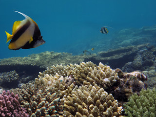 Beautiful finger coral