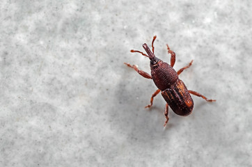 Macro Photo of Rice Weevil or Sitophilus oryzae on The Floor